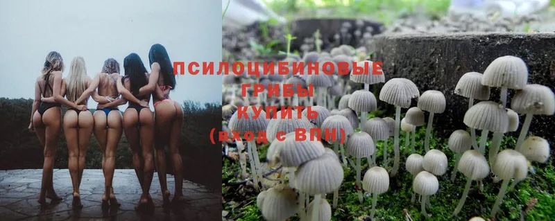 Галлюциногенные грибы Psilocybine cubensis  Ельня 